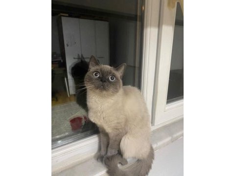 3 yaşında dişi bluepoint british shorthair