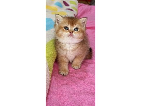 Ny12 safkan british shorthair bebekler
