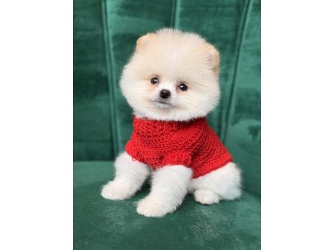 Pomeranian yavrular geldi