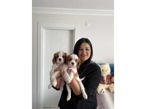 Cavalier king charles yavrularım