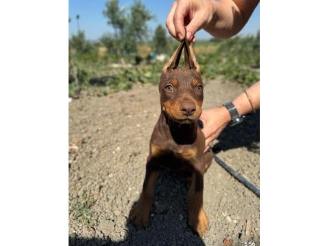 Show kalite doberman yavrular