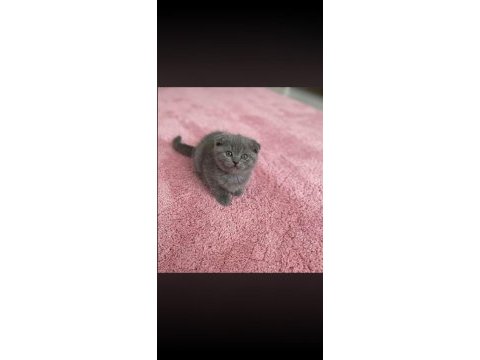 Scottish fold kedisi