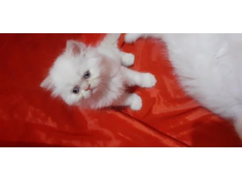 Iran kedi yavrusu