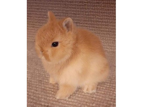 Cüce tavşan yavrusu