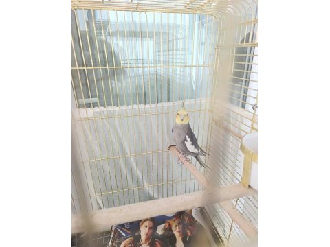 Jumbo orijinal damızlık 2 yaşında sultan papağanı