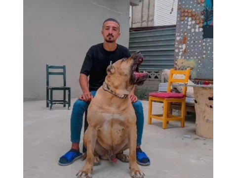 El presa canario puppies