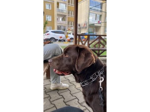 Labrador köpek