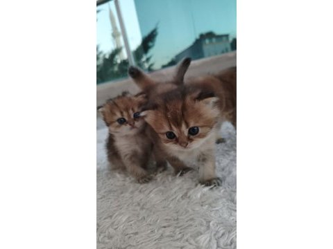 Chinchilla yavruları