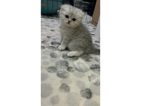 Scottish fold silver ayı surat
