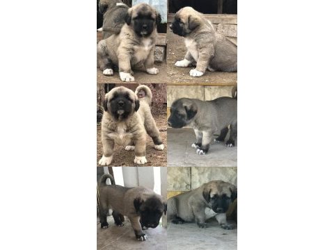 Orjinal has kangal yavruları