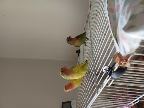 Yavru cennet papağanı