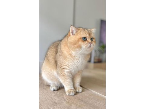 British shorthair yavruları