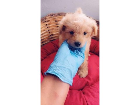 Maltipoo son iki erkek yavru