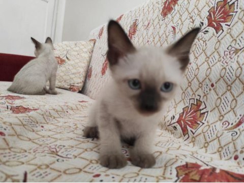 Safkan siyam kedisi yavruları