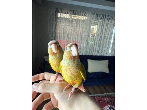 3 aylık konur papağanı evcil