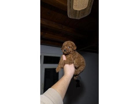 Kore toy poodle yavruları yeni yuvasına hazır