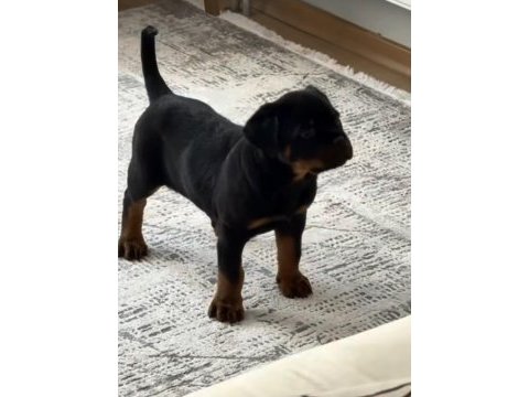 A kalite rottweiler yavruları