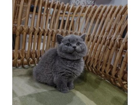 British shorthair 2,5 aylık