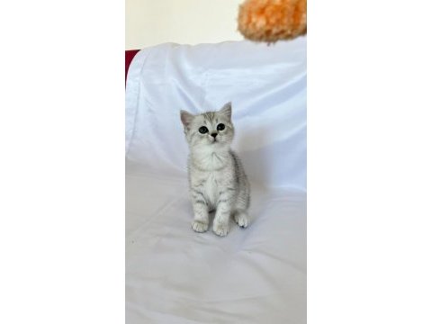 Minik british shorthair prenses