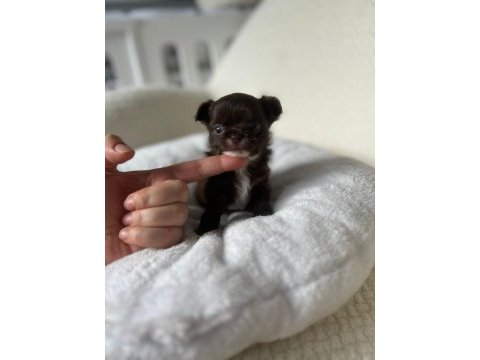 Mini mini chihuahua bebişler