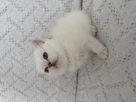 Muhteşem güzellikte safkan british shorthair yavru