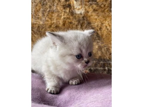 Full orjinal lynx point british shorthair