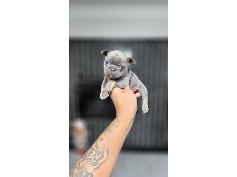 Exotic mükemmel kalite french bulldog yavrularim