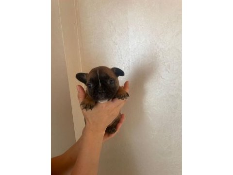 45 günlük french bulldog