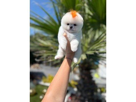 Orjinal pomeranian boo