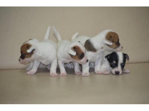 Safkan ırk garantili jack russell yavruları