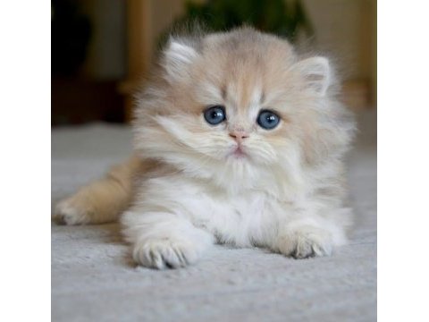 Gösterişli ay golden british longhair