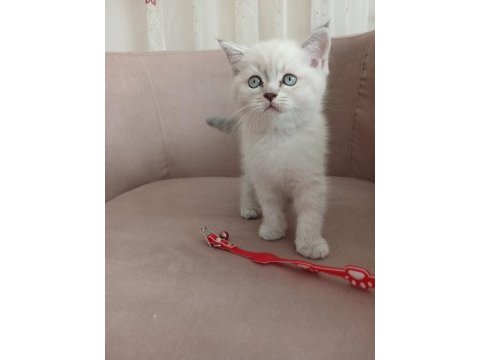 50 günlük british shorthair dişi yavru