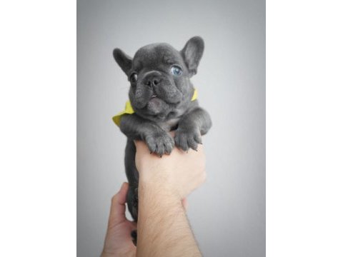 Blue egzotik french bulldog