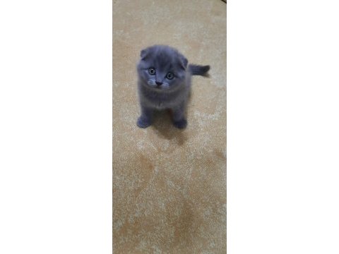 Birinci sınıf scottish fold yavrular