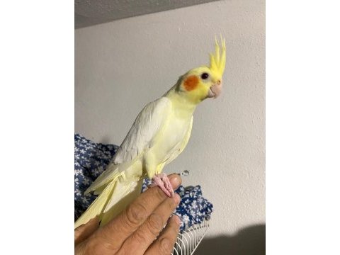 Sultan papağanı lütinolar ele alışkın yavrular