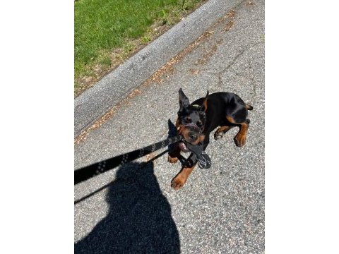 Estetik güzelleri saf kan doberman bebişler