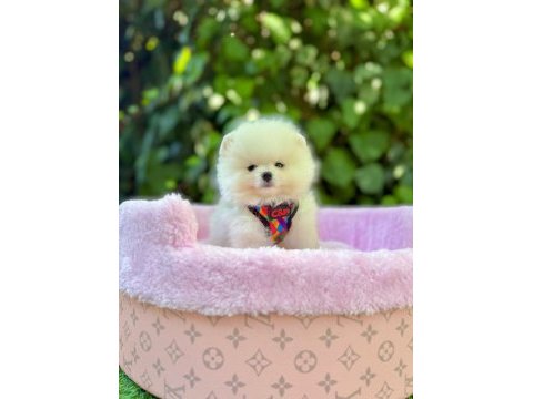 Tea cup pomeranian erkek