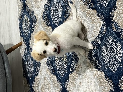 Melez köpek