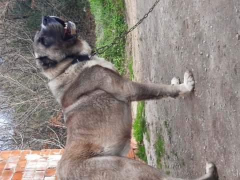Boz çoban köpeği