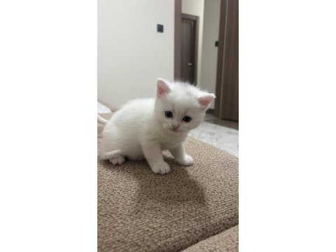 Scottish fold