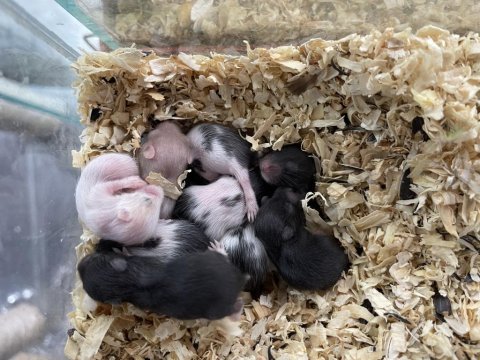 Yavru hamster