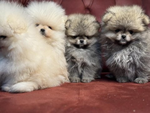 Çok özel ayı suratlı pomeranian boo yavrular