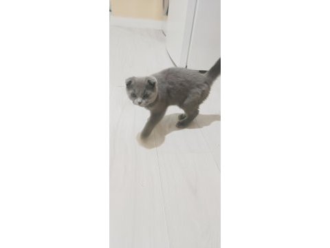 Scottish fold ve british shorthair