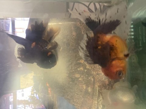 İthal oranda