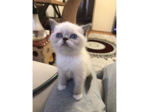 Baba exotic shorthair anne scottish straight