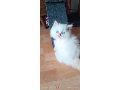 Yaramaz boncuk iran kedisi