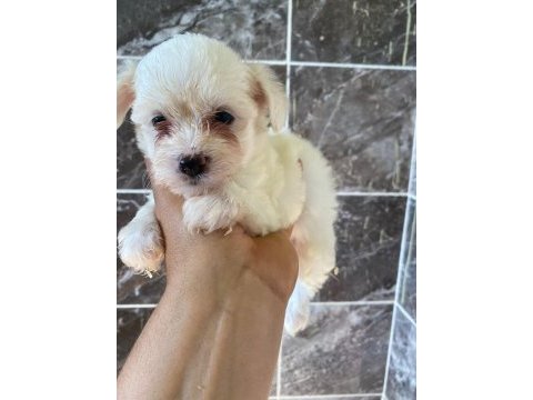 Minyatür orjinal morkie