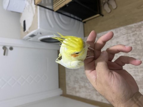 5 aylık ele alışkın erkek sultan papağanı
