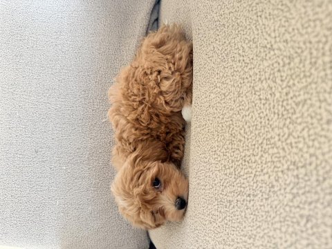 2 aylık maltipoo dişi