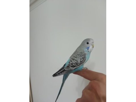 Yeme düşmüş yavru muhabbet kuşu